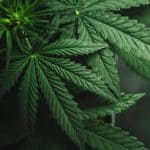 Springfield's First Medical Marijuana Dispensary to Open on Election Day