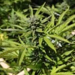 Montana Voters Are Ready to Legalize Marijuana