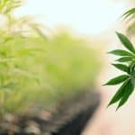 Recreational Marijuana Will Come Into Highland Park