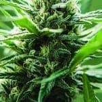 Cannabis Industry Members Sued Over DEA Over-Regulation