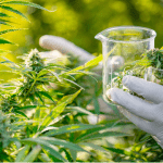 Researchers Found a New Way to Predict THC vs. CBD in Cannabis Plants