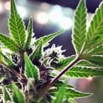 Missouri City is About to Benefit on Medical Marijuana