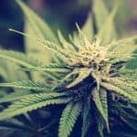 Cannabidiol can Deal with Psychosis