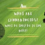 What are Cannabinoids and What do They do to the Body?
